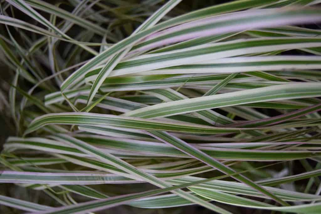 Calamagrostis x acutiflora 'Overdam' ---